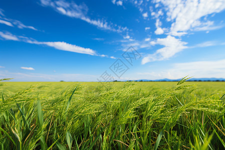 田园里面翠绿色稻谷背景图片
