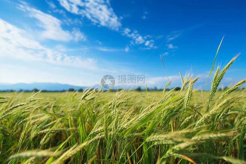 农田里面种植的稻谷图片