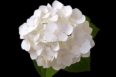 美丽的白色绣球花背景图片