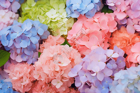彩色的植物花朵背景图片