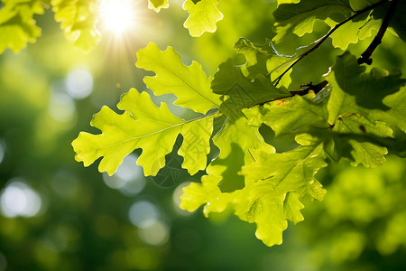 阳光透过树叶的照片背景图片