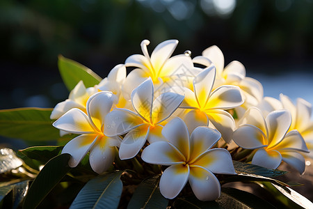 乌椰花热带美丽花朵背景