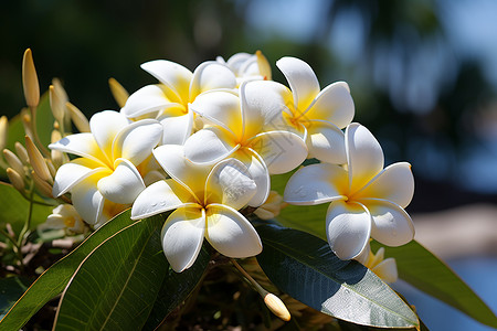 乌椰花盛开的热带花朵背景