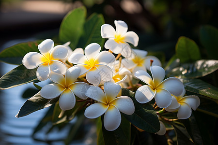 乌椰花绽放的白色花朵背景