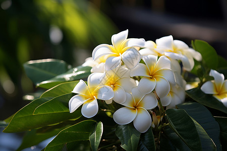 白色花朵开花乌椰花高清图片