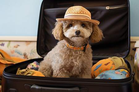 小狗在行李箱中戴着帽子高清图片
