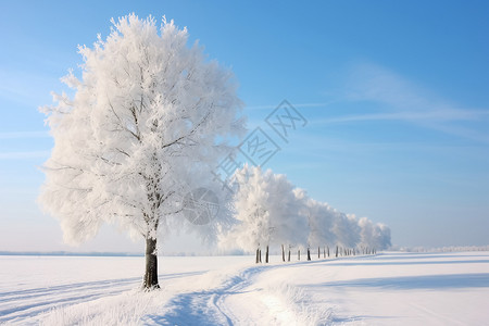 雪与花树与雪相伴背景