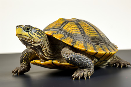 一只乌龟在地上爬行背景图片