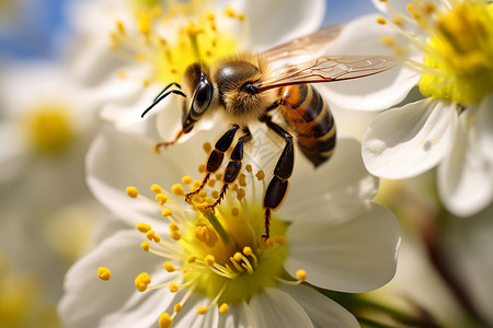 花粉季节大自然的花朵和蜜蜂背景