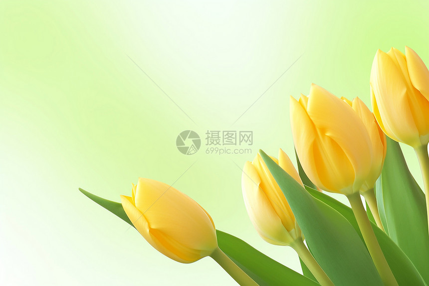 春意盎然鲜艳的郁金香图片