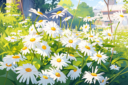 一片充满雏菊的花园背景图片