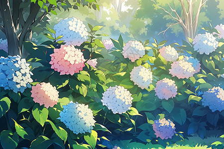 花坛中的绣球花背景图片