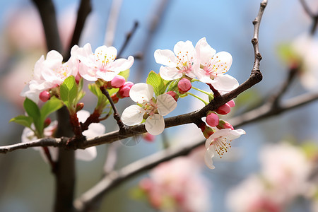 春季花园中绽放的樱花花朵背景图片