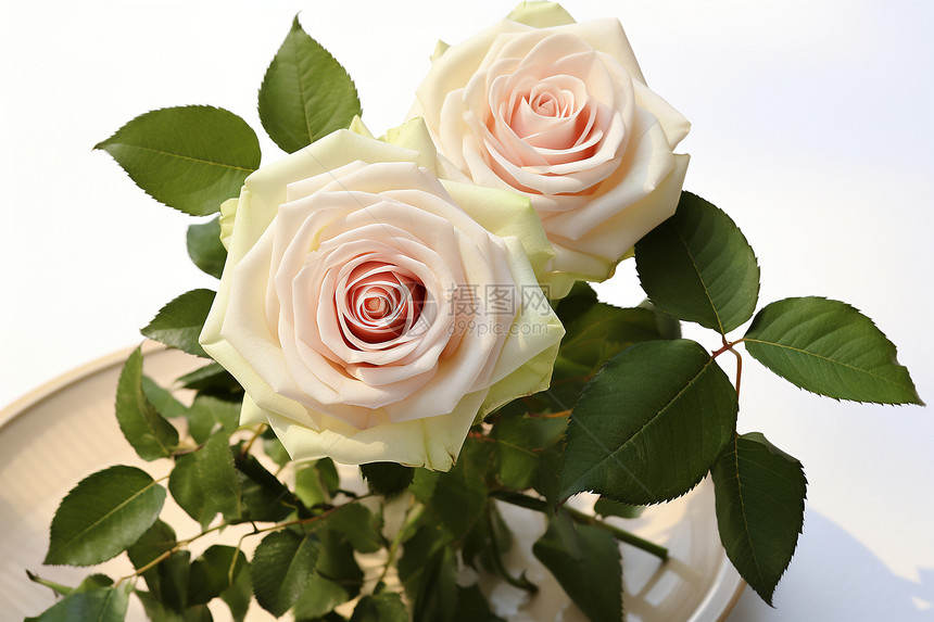 优雅的玫瑰花束图片