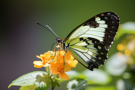 花间美丽的蝴蝶背景图片