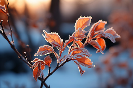 冬日之美蒸发结晶高清图片
