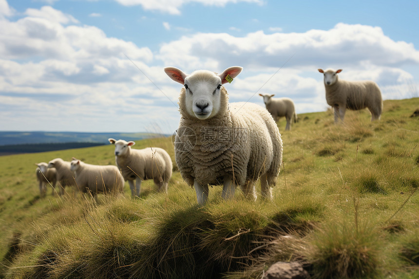 牧场的羊群图片