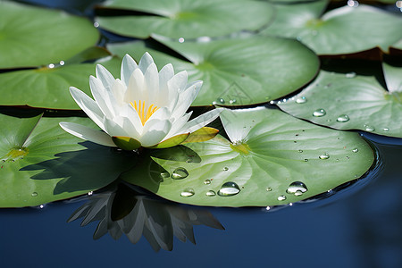 水墨莲华水面上漂浮着一朵白色莲华背景