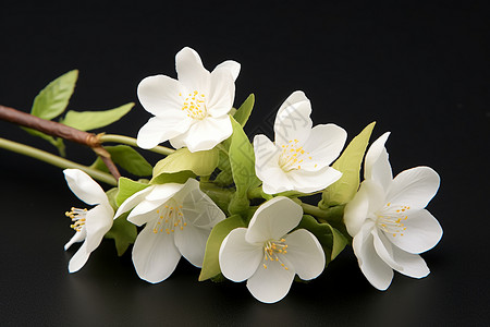 优雅的白色花束高清图片