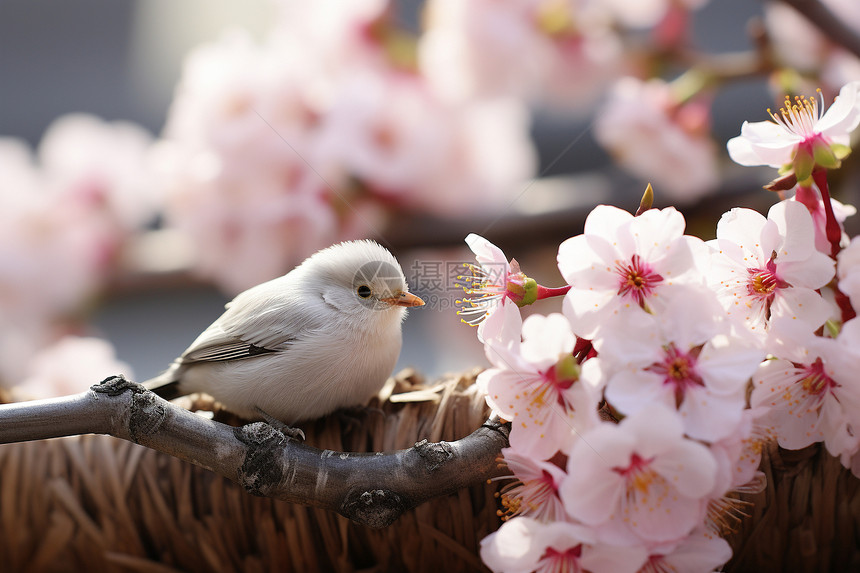 鸟儿栖息的樱花树上图片