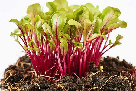 生机勃勃的一株红菜苔高清图片