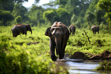 户外丛林中的象群背景图片
