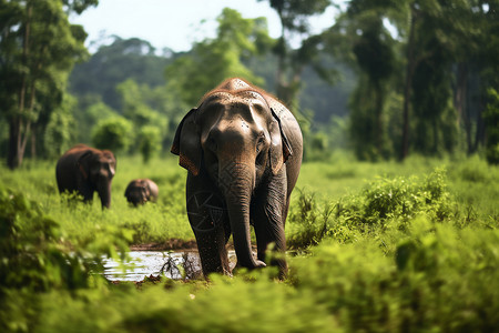 草原上漫步的大象背景图片