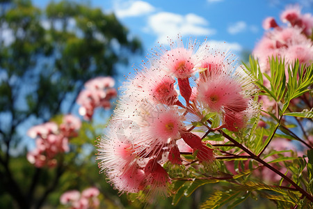 户外树枝上盛开的粉色花朵背景图片