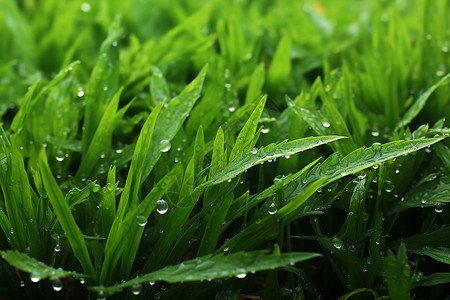 绣球在雨中湿润清晨春雨中的草地背景