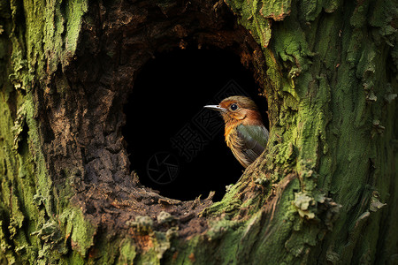 黑鸟素材ps黑鸟栖息在木树洞中背景