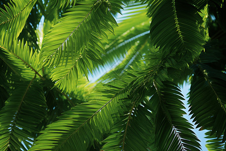 绿色椰子树茂密的热带棕榈树背景