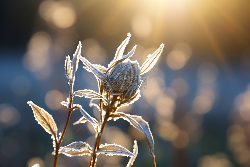清晨的结冰植物图片