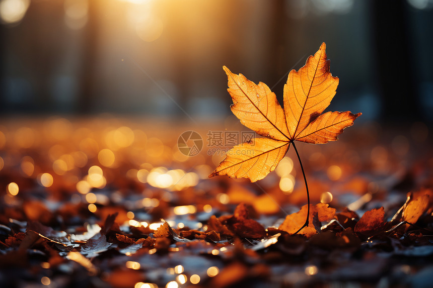 秋季的落叶叶子图片