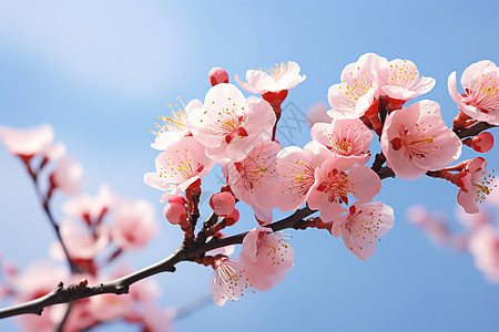 粉色的开花樱花背景图片