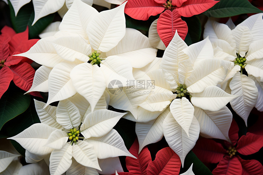 花丛中盛开的白色花朵图片