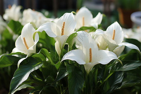 一束白色花朵背景图片