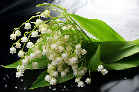 白色的铃兰花背景图片