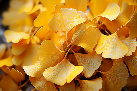 金黄色的银杏叶背景图片