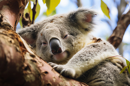 澳洲树熊动物小睡高清图片