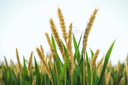 田野麦浪小麦秸秆高清图片