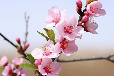 清新美丽的樱花背景图片