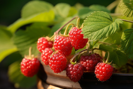 新鲜的莓果背景图片
