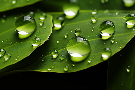 绿叶滴水绿叶上滴落的雨滴背景