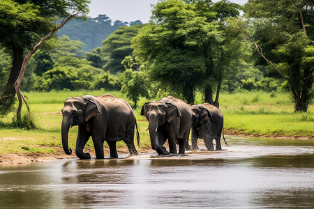 森林中迁徙的象群高清图片