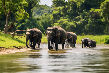 象平的森林河流中的象群背景