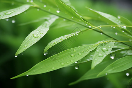 清新夏日中的水滴翠叶背景图片