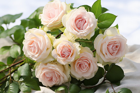 浪漫花园中的玫瑰艳丽绽放背景图片