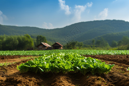 田园里的绿色素菜背景图片