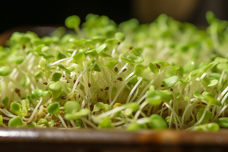 碗豆苗新鲜豆芽在碗里浸泡背景