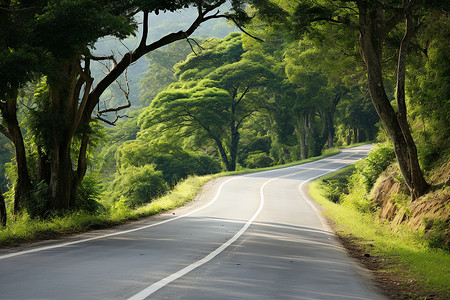 乡村道路两旁的树木背景图片